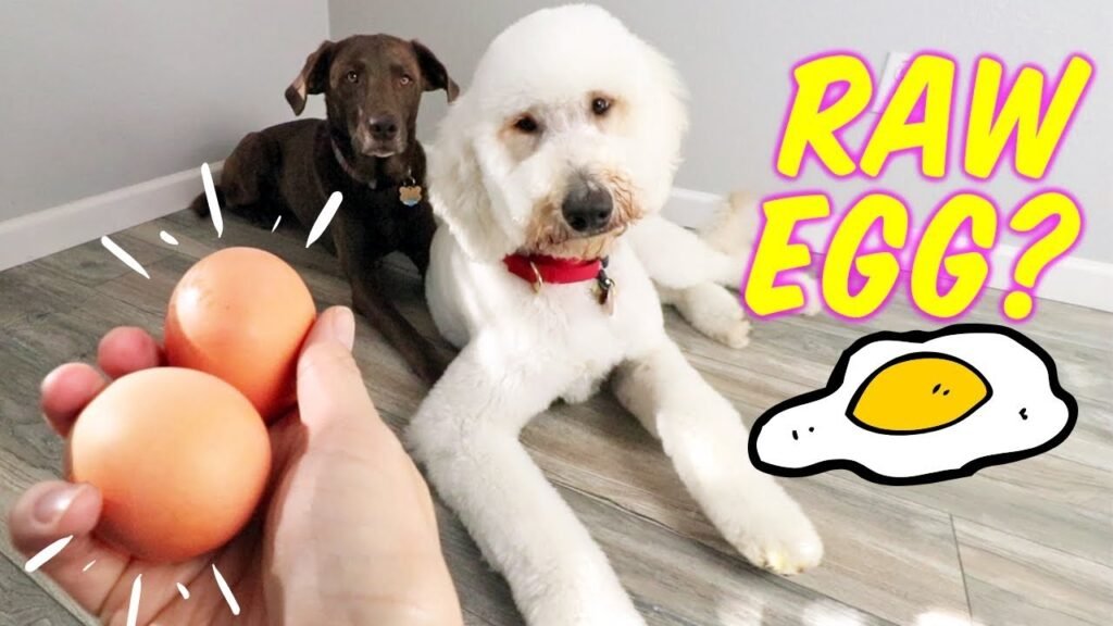 Raw Eggs for Dogs
