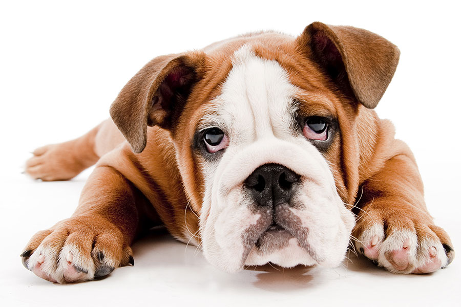Causes of Chicken Allergies in Dogs