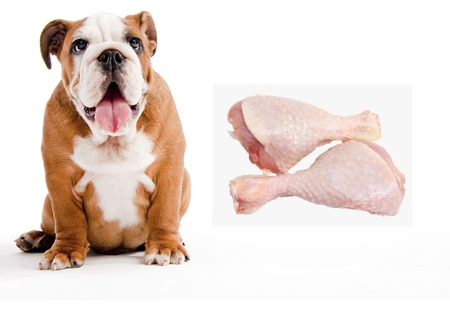 Chicken Allergies In Dogs Is My Dog Allergic To Chicken