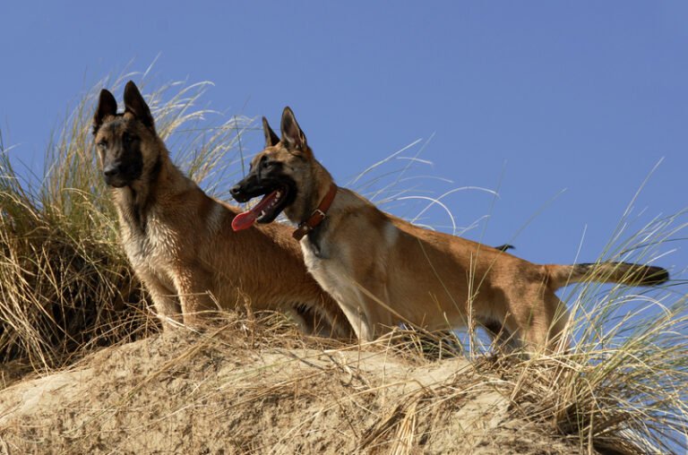 How fast can a Belgian Malinois run