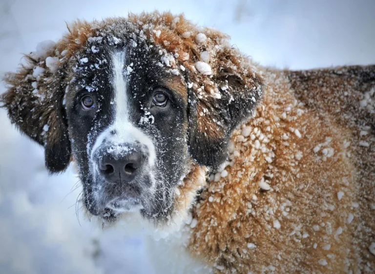 Cold-Weather Dog Breeds