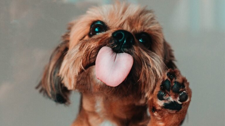 why-is-my-dogs-tongue-white