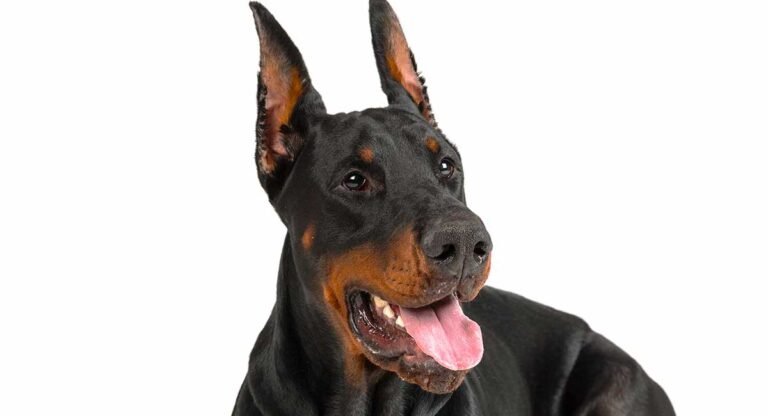 Doberman Ears