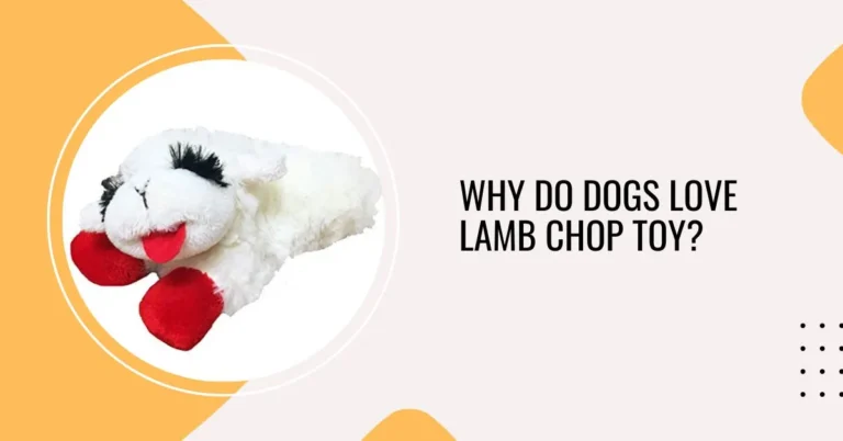 Why Do Dogs Love Lamb Chop Toy