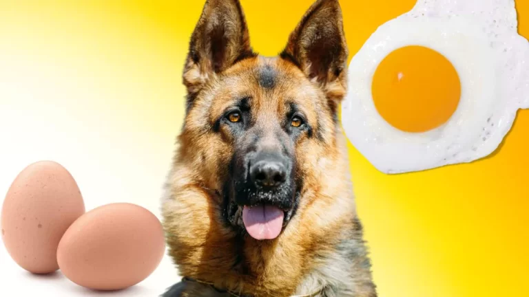Omlette and Rice for Dogs