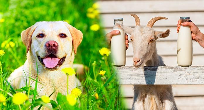 Goat Milk to Your Dog